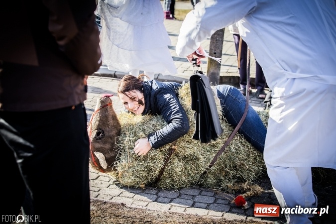 Zdjęcie w galerii na portalu naszraciborz.pl: Wodzenie niedźwiedzia - tradycyjne ostatki w Samborowicach wiadomości z regionu