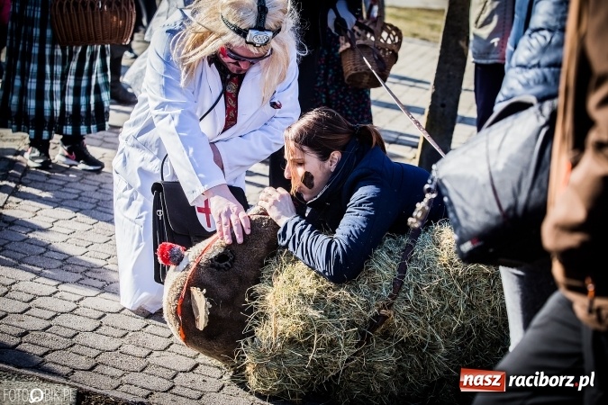 Zdjęcie w galerii na portalu naszraciborz.pl: Wodzenie niedźwiedzia - tradycyjne ostatki w Samborowicach wiadomości z regionu
