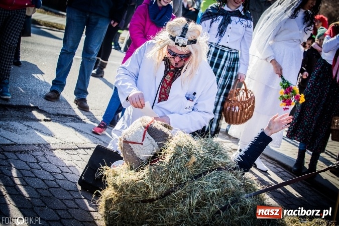 Zdjęcie w galerii na portalu naszraciborz.pl: Wodzenie niedźwiedzia - tradycyjne ostatki w Samborowicach wiadomości z regionu