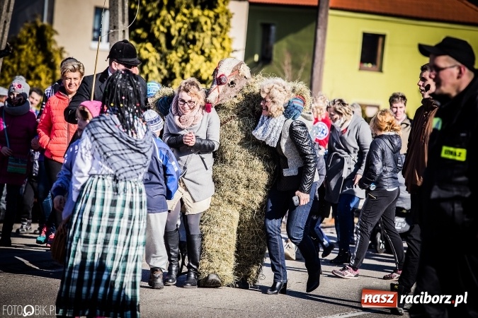 Zdjęcie w galerii na portalu naszraciborz.pl: Wodzenie niedźwiedzia - tradycyjne ostatki w Samborowicach wiadomości z regionu