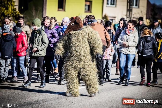 Zdjęcie w galerii na portalu naszraciborz.pl: Wodzenie niedźwiedzia - tradycyjne ostatki w Samborowicach wiadomości z regionu