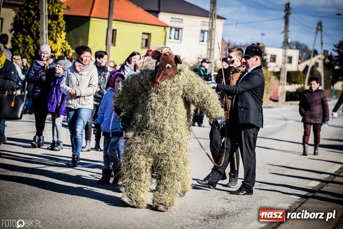 Zdjęcie w galerii na portalu naszraciborz.pl: Wodzenie niedźwiedzia - tradycyjne ostatki w Samborowicach wiadomości z regionu