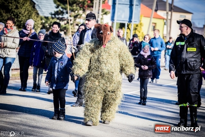 Zdjęcie w galerii na portalu naszraciborz.pl: Wodzenie niedźwiedzia - tradycyjne ostatki w Samborowicach wiadomości z regionu
