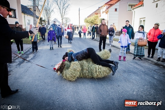 Zdjęcie w galerii na portalu naszraciborz.pl: Wodzenie niedźwiedzia - tradycyjne ostatki w Samborowicach wiadomości z regionu