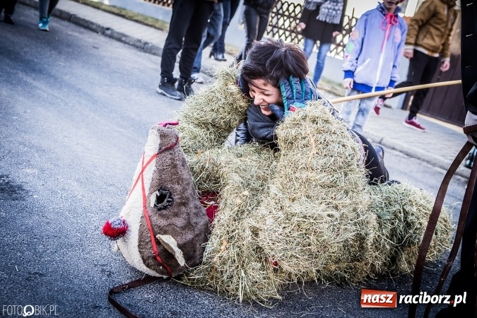 Zdjęcie w galerii na portalu naszraciborz.pl: Wodzenie niedźwiedzia - tradycyjne ostatki w Samborowicach wiadomości z regionu