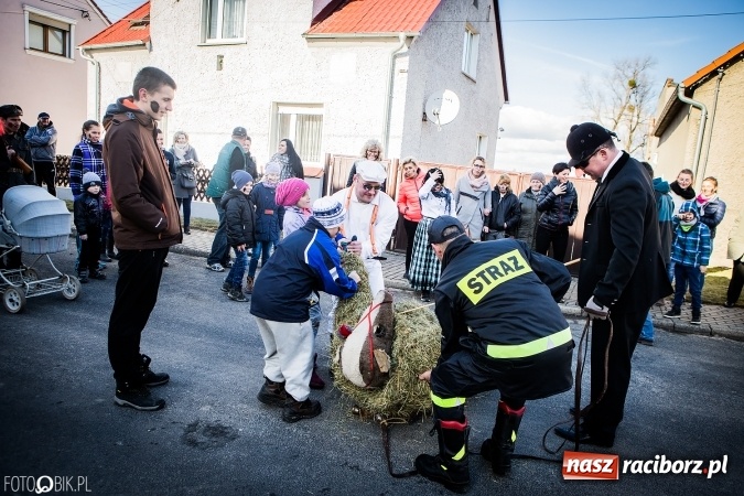 Zdjęcie w galerii na portalu naszraciborz.pl: Wodzenie niedźwiedzia - tradycyjne ostatki w Samborowicach wiadomości z regionu