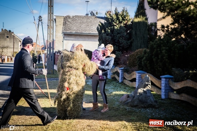 Zdjęcie w galerii na portalu naszraciborz.pl: Wodzenie niedźwiedzia - tradycyjne ostatki w Samborowicach wiadomości z regionu