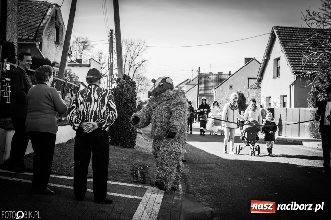 Zdjęcie w galerii na portalu naszraciborz.pl: Wodzenie niedźwiedzia - tradycyjne ostatki w Samborowicach wiadomości z regionu