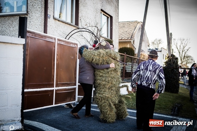 Zdjęcie w galerii na portalu naszraciborz.pl: Wodzenie niedźwiedzia - tradycyjne ostatki w Samborowicach wiadomości z regionu