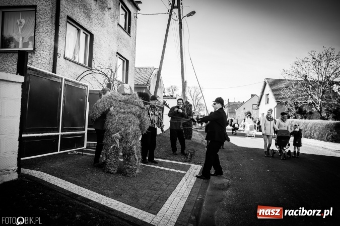 Zdjęcie w galerii na portalu naszraciborz.pl: Wodzenie niedźwiedzia - tradycyjne ostatki w Samborowicach wiadomości z regionu