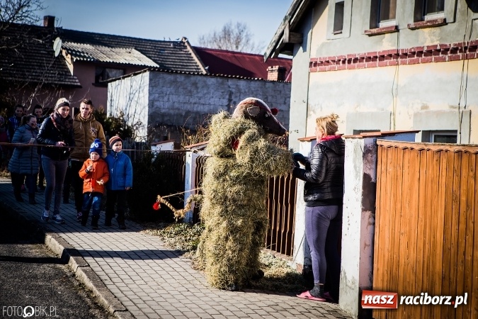Zdjęcie w galerii na portalu naszraciborz.pl: Wodzenie niedźwiedzia - tradycyjne ostatki w Samborowicach wiadomości z regionu