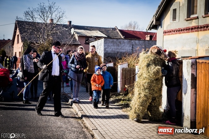 Zdjęcie w galerii na portalu naszraciborz.pl: Wodzenie niedźwiedzia - tradycyjne ostatki w Samborowicach wiadomości z regionu
