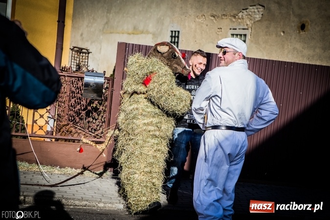 Zdjęcie w galerii na portalu naszraciborz.pl: Wodzenie niedźwiedzia - tradycyjne ostatki w Samborowicach wiadomości z regionu
