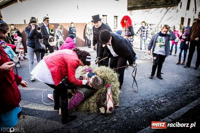 Zdjęcie w galerii na portalu naszraciborz.pl: Wodzenie niedźwiedzia - tradycyjne ostatki w Samborowicach wiadomości z regionu