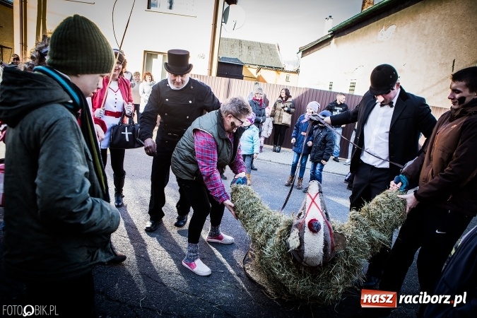 Zdjęcie w galerii na portalu naszraciborz.pl: Wodzenie niedźwiedzia - tradycyjne ostatki w Samborowicach wiadomości z regionu