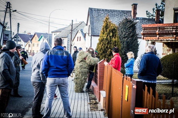 Zdjęcie w galerii na portalu naszraciborz.pl: Wodzenie niedźwiedzia - tradycyjne ostatki w Samborowicach wiadomości z regionu