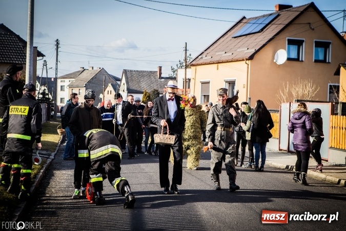 Zdjęcie w galerii na portalu naszraciborz.pl: Wodzenie niedźwiedzia - tradycyjne ostatki w Samborowicach wiadomości z regionu