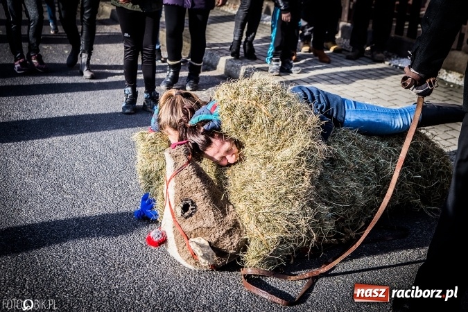 Zdjęcie w galerii na portalu naszraciborz.pl: Wodzenie niedźwiedzia - tradycyjne ostatki w Samborowicach wiadomości z regionu