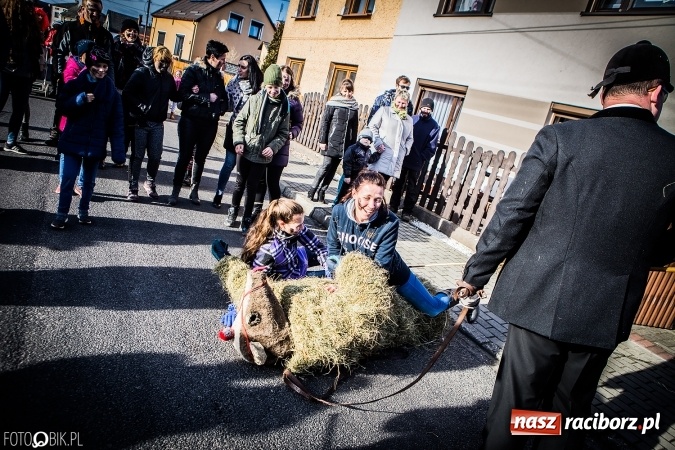 Zdjęcie w galerii na portalu naszraciborz.pl: Wodzenie niedźwiedzia - tradycyjne ostatki w Samborowicach wiadomości z regionu