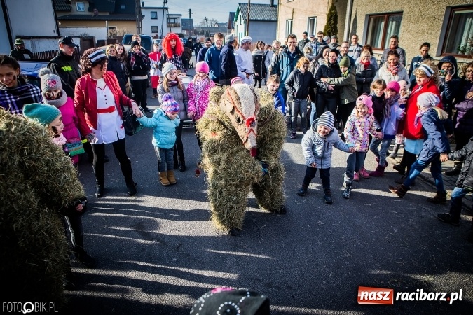 Zdjęcie w galerii na portalu naszraciborz.pl: Wodzenie niedźwiedzia - tradycyjne ostatki w Samborowicach wiadomości z regionu