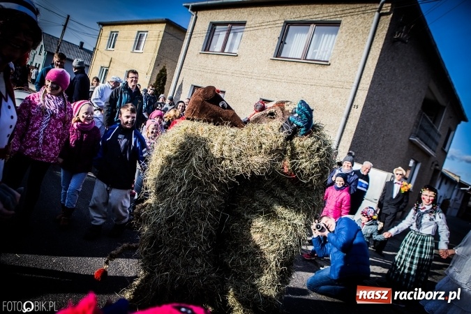 Zdjęcie w galerii na portalu naszraciborz.pl: Wodzenie niedźwiedzia - tradycyjne ostatki w Samborowicach wiadomości z regionu