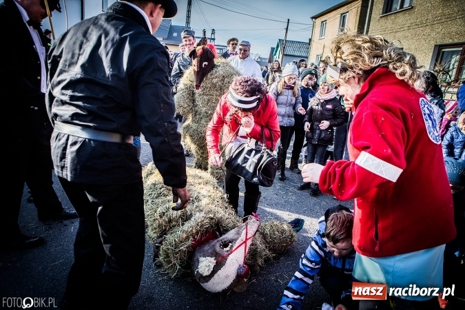 Zdjęcie w galerii na portalu naszraciborz.pl: Wodzenie niedźwiedzia - tradycyjne ostatki w Samborowicach wiadomości z regionu