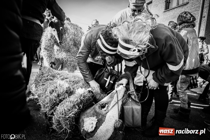 Zdjęcie w galerii na portalu naszraciborz.pl: Wodzenie niedźwiedzia - tradycyjne ostatki w Samborowicach wiadomości z regionu
