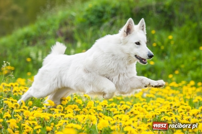 Zdjęcie w galerii na portalu naszraciborz.pl: Pies to nie człowiek na czterech łapach wiadomości z regionu