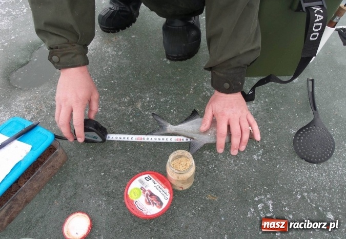 Zdjęcie w galerii na portalu naszraciborz.pl: Sandacz 69 cm złowiony! Na Babiczoku łowili pod lodem wiadomości z regionu