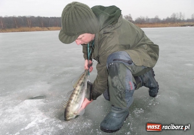 Zdjęcie w galerii na portalu naszraciborz.pl: Sandacz 69 cm złowiony! Na Babiczoku łowili pod lodem wiadomości z regionu