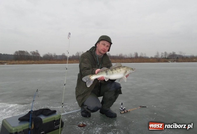 Zdjęcie w galerii na portalu naszraciborz.pl: Sandacz 69 cm złowiony! Na Babiczoku łowili pod lodem wiadomości z regionu