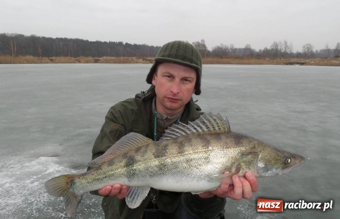 Zdjęcie w galerii na portalu naszraciborz.pl: Sandacz 69 cm złowiony! Na Babiczoku łowili pod lodem wiadomości z regionu