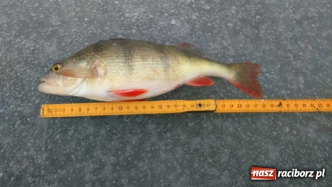 Zdjęcie w galerii na portalu naszraciborz.pl: Sandacz 69 cm złowiony! Na Babiczoku łowili pod lodem wiadomości z regionu