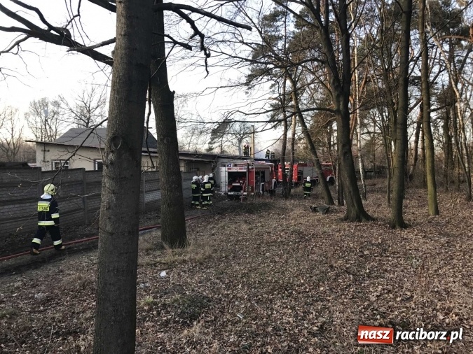 Zdjęcie w galerii na portalu naszraciborz.pl: Pożar w tartaku w Kuźni Raciborskiej FOTO wiadomości z regionu