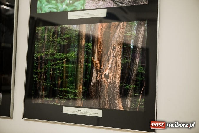 Zdjęcie w galerii na portalu naszraciborz.pl: Wernisaż wystawy Sebastiana Krupy w raciborskim Muzeum wiadomości z regionu