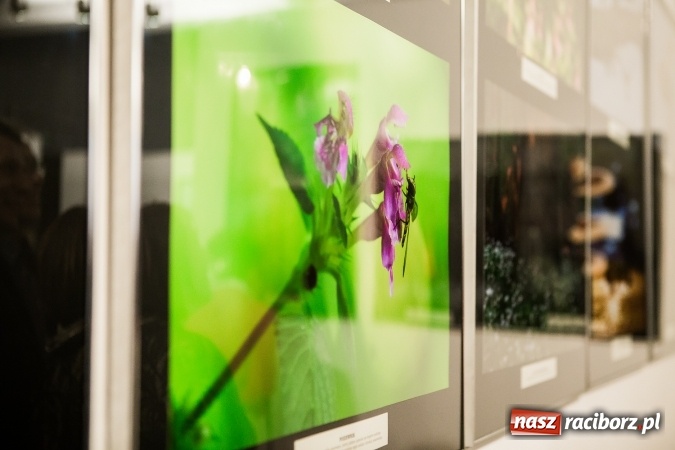 Zdjęcie w galerii na portalu naszraciborz.pl: Wernisaż wystawy Sebastiana Krupy w raciborskim Muzeum wiadomości z regionu