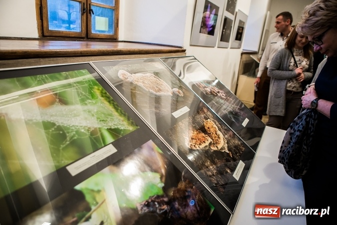 Zdjęcie w galerii na portalu naszraciborz.pl: Wernisaż wystawy Sebastiana Krupy w raciborskim Muzeum wiadomości z regionu