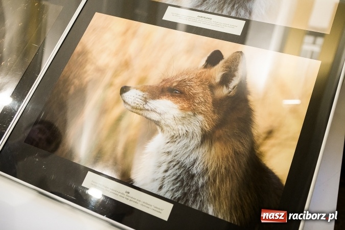 Zdjęcie w galerii na portalu naszraciborz.pl: Wernisaż wystawy Sebastiana Krupy w raciborskim Muzeum wiadomości z regionu