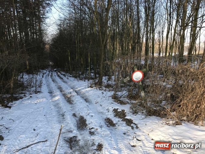 Zdjęcie w galerii na portalu naszraciborz.pl: Leśnicy wycięli kolejny fragment lasu Urbanek na granicy Tworkowa i Bolesławia wiadomości z regionu