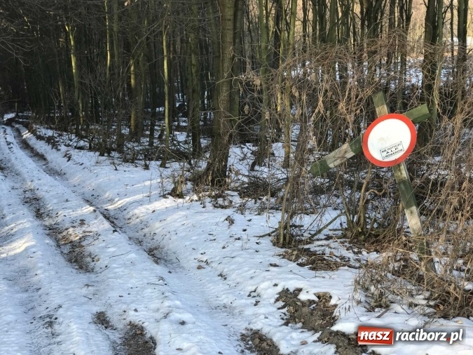 Zdjęcie w galerii na portalu naszraciborz.pl: Leśnicy wycięli kolejny fragment lasu Urbanek na granicy Tworkowa i Bolesławia wiadomości z regionu