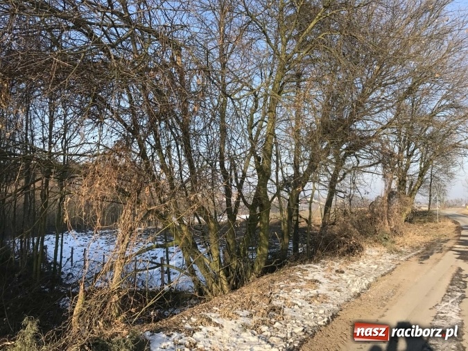 Zdjęcie w galerii na portalu naszraciborz.pl: Leśnicy wycięli kolejny fragment lasu Urbanek na granicy Tworkowa i Bolesławia wiadomości z regionu