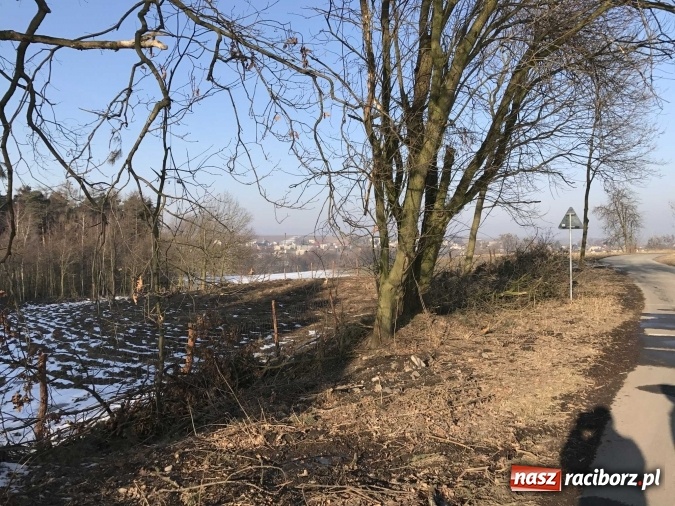 Zdjęcie w galerii na portalu naszraciborz.pl: Leśnicy wycięli kolejny fragment lasu Urbanek na granicy Tworkowa i Bolesławia wiadomości z regionu
