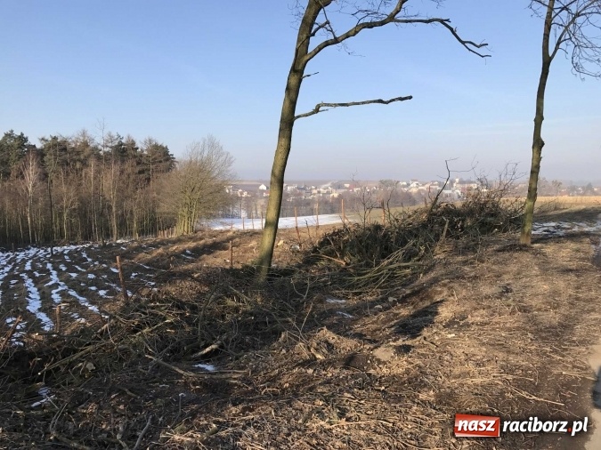 Zdjęcie w galerii na portalu naszraciborz.pl: Leśnicy wycięli kolejny fragment lasu Urbanek na granicy Tworkowa i Bolesławia wiadomości z regionu