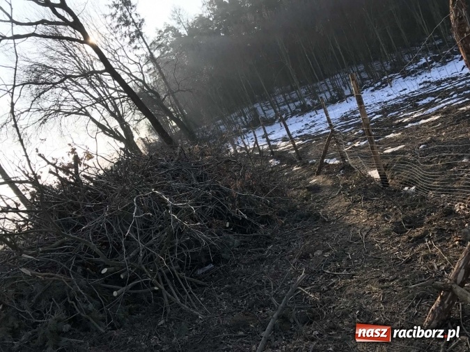 Zdjęcie w galerii na portalu naszraciborz.pl: Leśnicy wycięli kolejny fragment lasu Urbanek na granicy Tworkowa i Bolesławia wiadomości z regionu