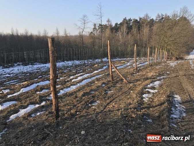 Zdjęcie w galerii na portalu naszraciborz.pl: Leśnicy wycięli kolejny fragment lasu Urbanek na granicy Tworkowa i Bolesławia wiadomości z regionu