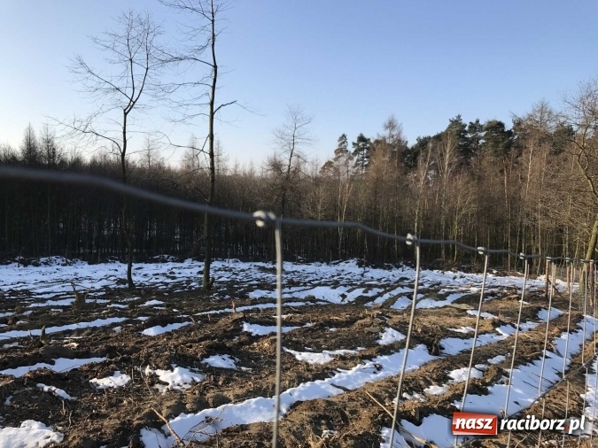 Zdjęcie w galerii na portalu naszraciborz.pl: Leśnicy wycięli kolejny fragment lasu Urbanek na granicy Tworkowa i Bolesławia wiadomości z regionu