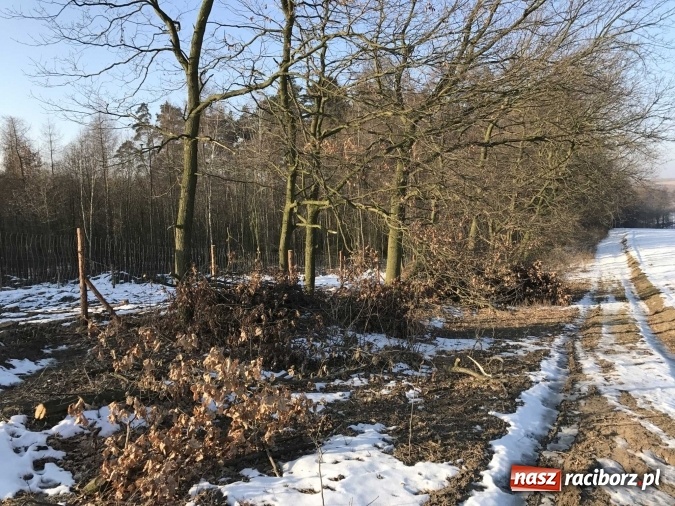 Zdjęcie w galerii na portalu naszraciborz.pl: Leśnicy wycięli kolejny fragment lasu Urbanek na granicy Tworkowa i Bolesławia wiadomości z regionu