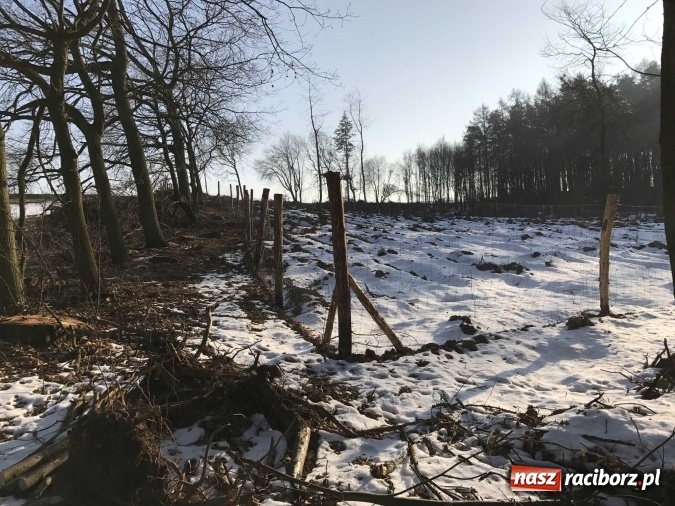 Zdjęcie w galerii na portalu naszraciborz.pl: Leśnicy wycięli kolejny fragment lasu Urbanek na granicy Tworkowa i Bolesławia wiadomości z regionu