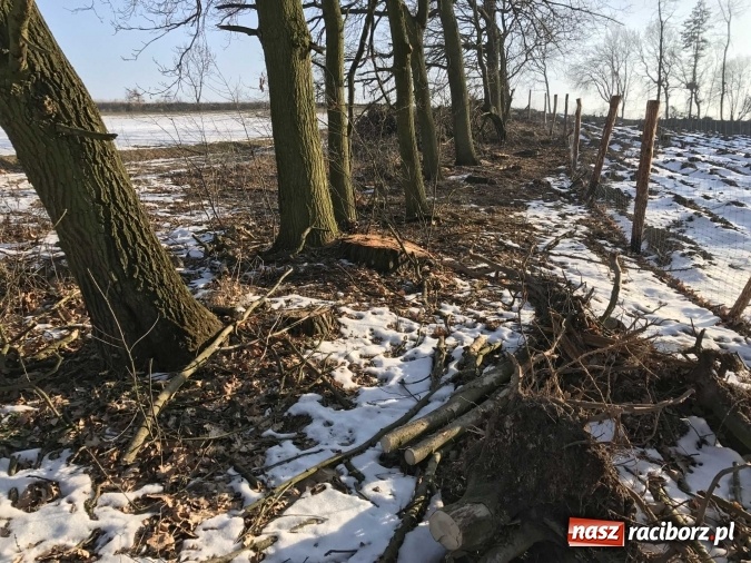 Zdjęcie w galerii na portalu naszraciborz.pl: Leśnicy wycięli kolejny fragment lasu Urbanek na granicy Tworkowa i Bolesławia wiadomości z regionu