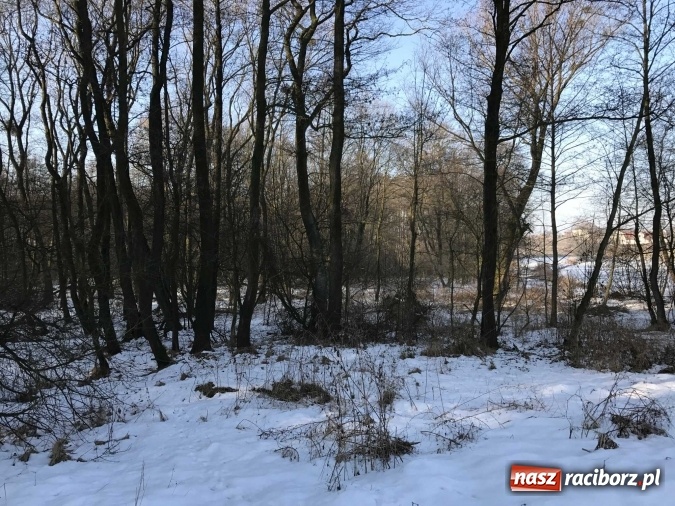 Zdjęcie w galerii na portalu naszraciborz.pl: Leśnicy wycięli kolejny fragment lasu Urbanek na granicy Tworkowa i Bolesławia wiadomości z regionu